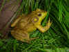 Frog_157.JPG (335767 bytes)
